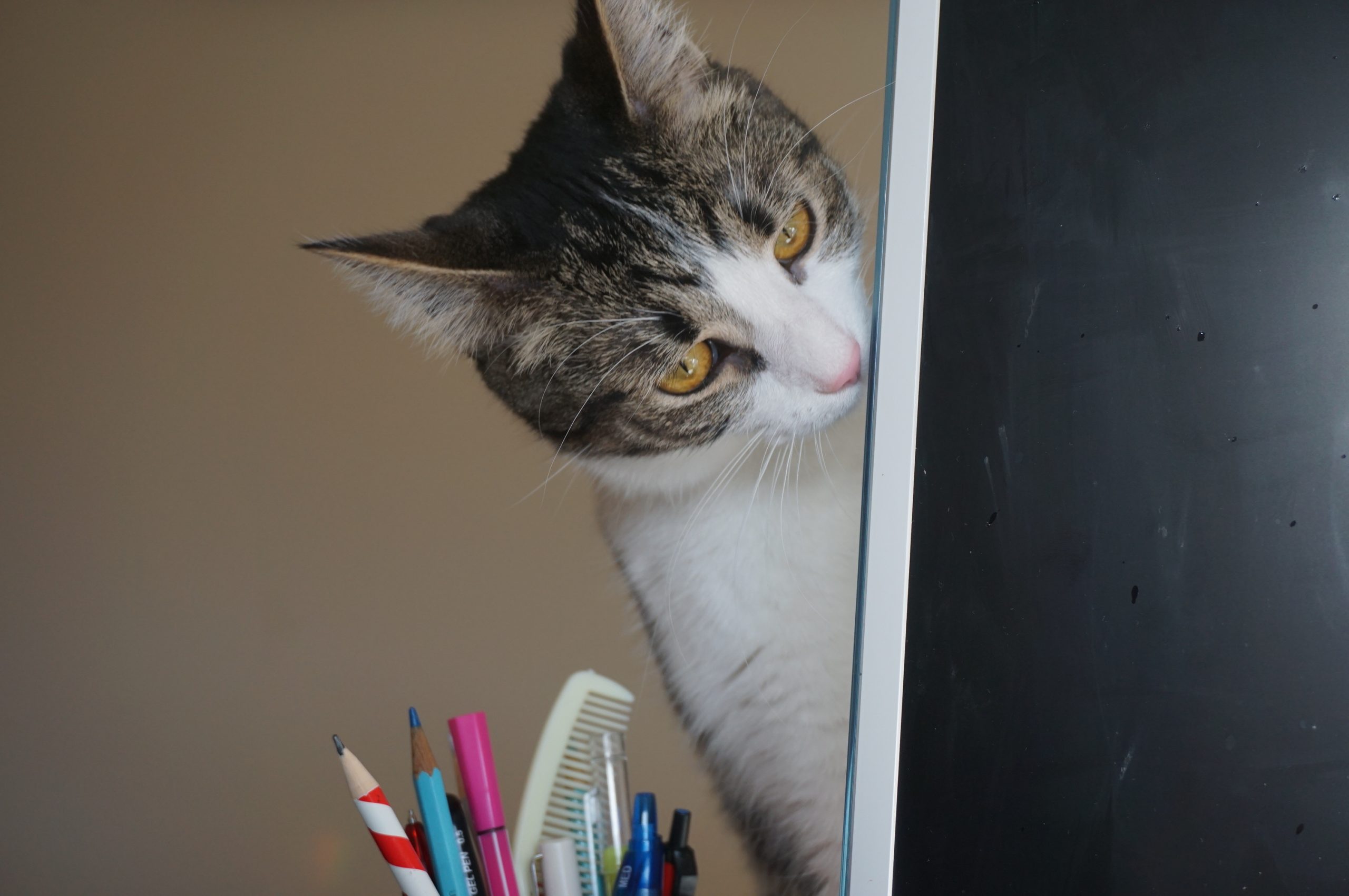 My Cat (Not Googled)